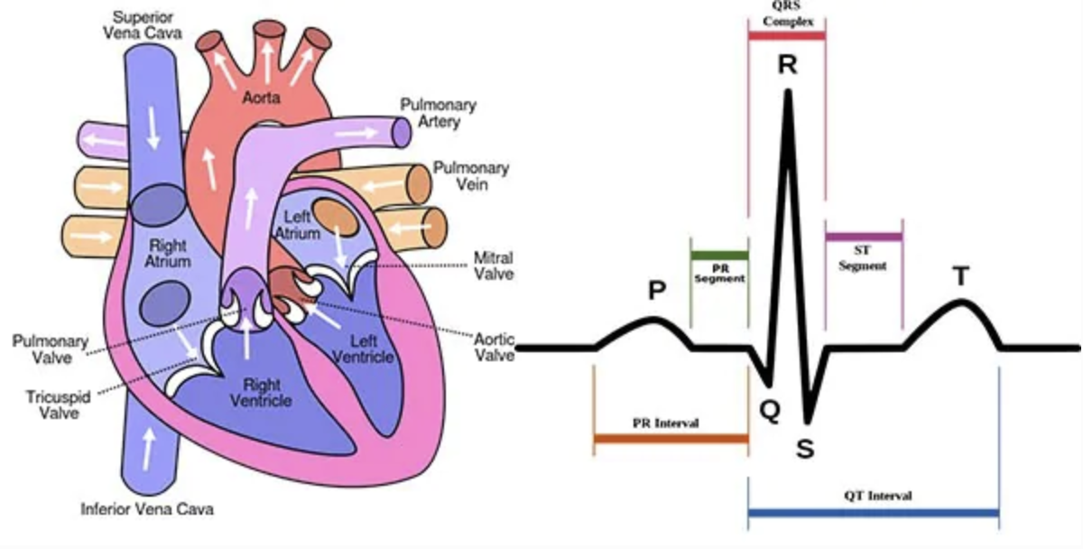 “图2：心脏结构和心脏正常运作时的心电图”